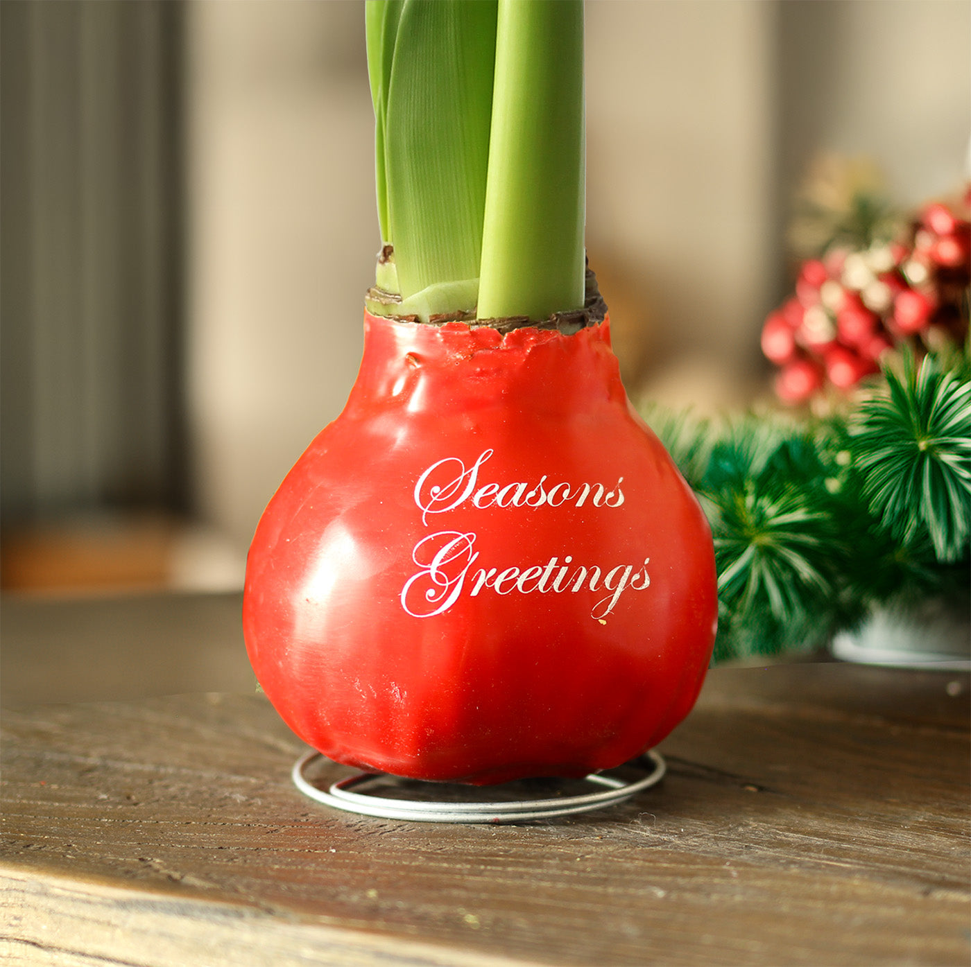 "Season's Greetings" Red Waxed Amaryllis with Red and White Striped Flower