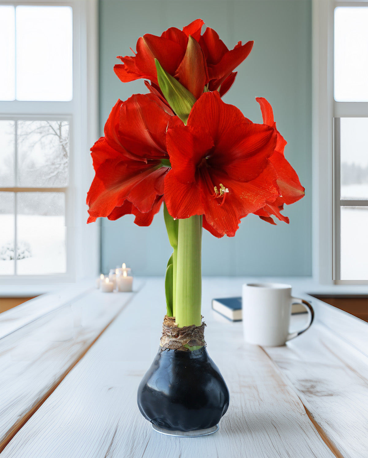 Black Waxed Amaryllis with Red Flower