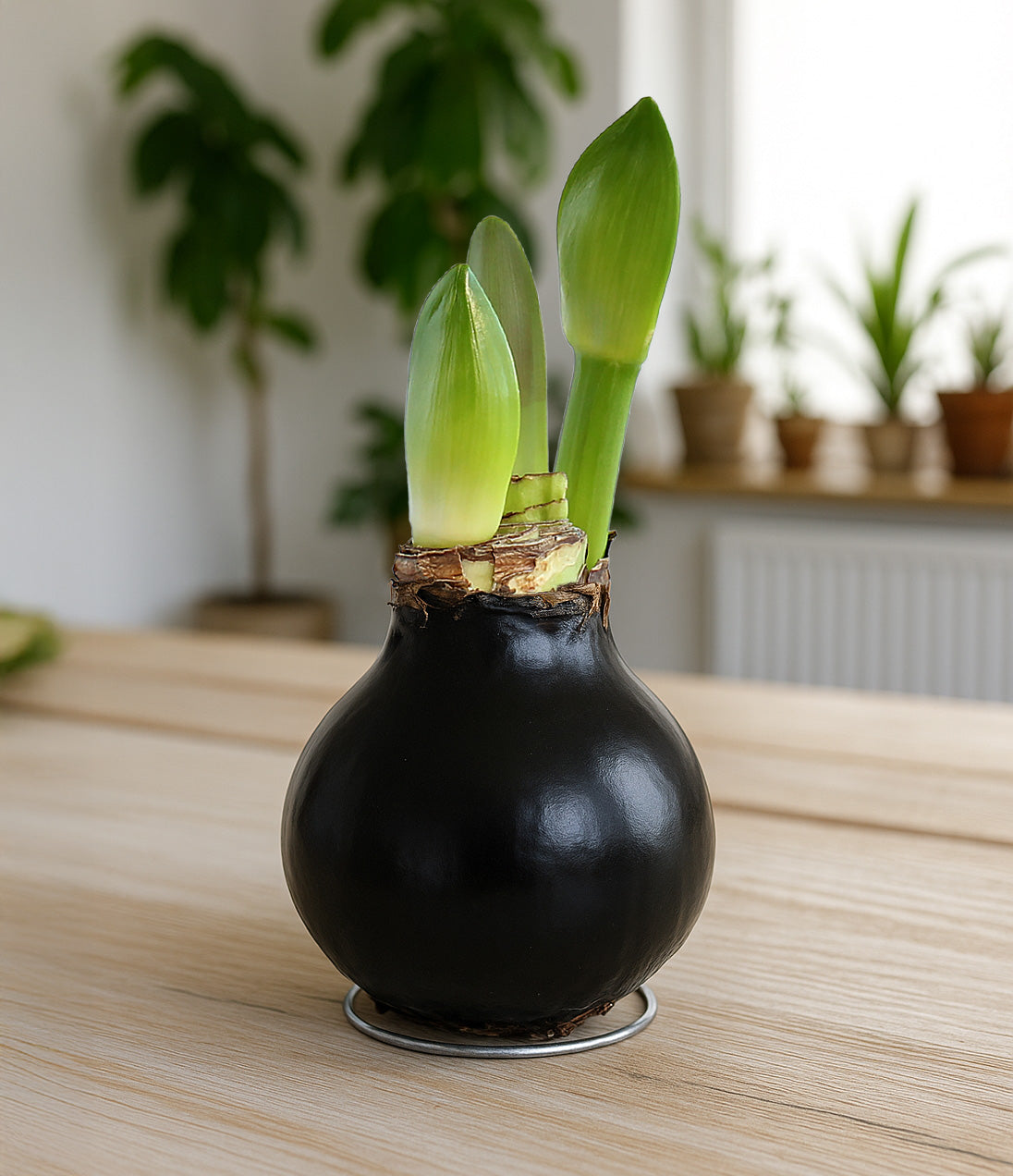 Black Waxed Amaryllis with White Flower