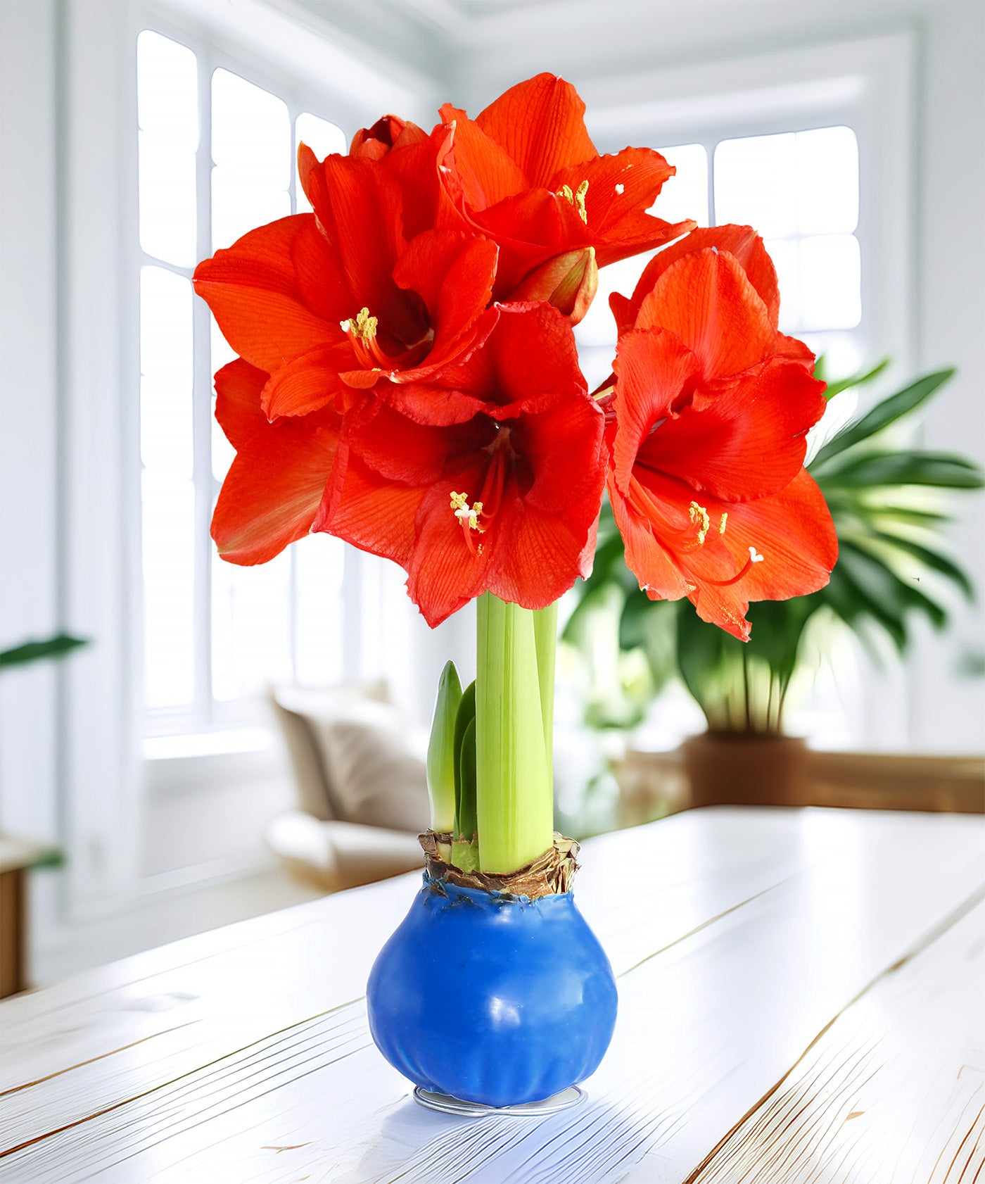 Blue Waxed Amaryllis with Red Flower