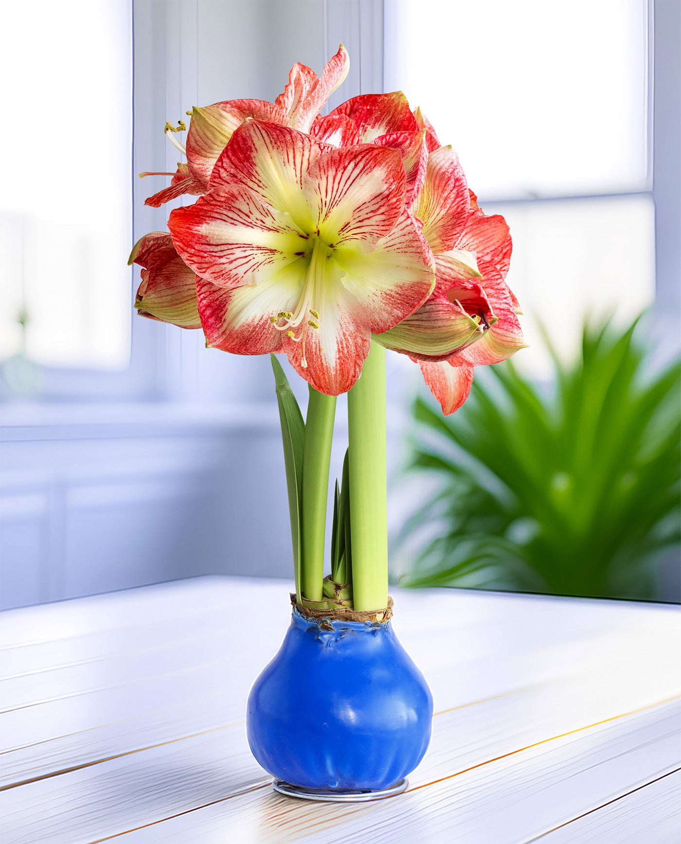 red lily with white stripes Blue Waxed Amaryllis with Red and White Striped Flower