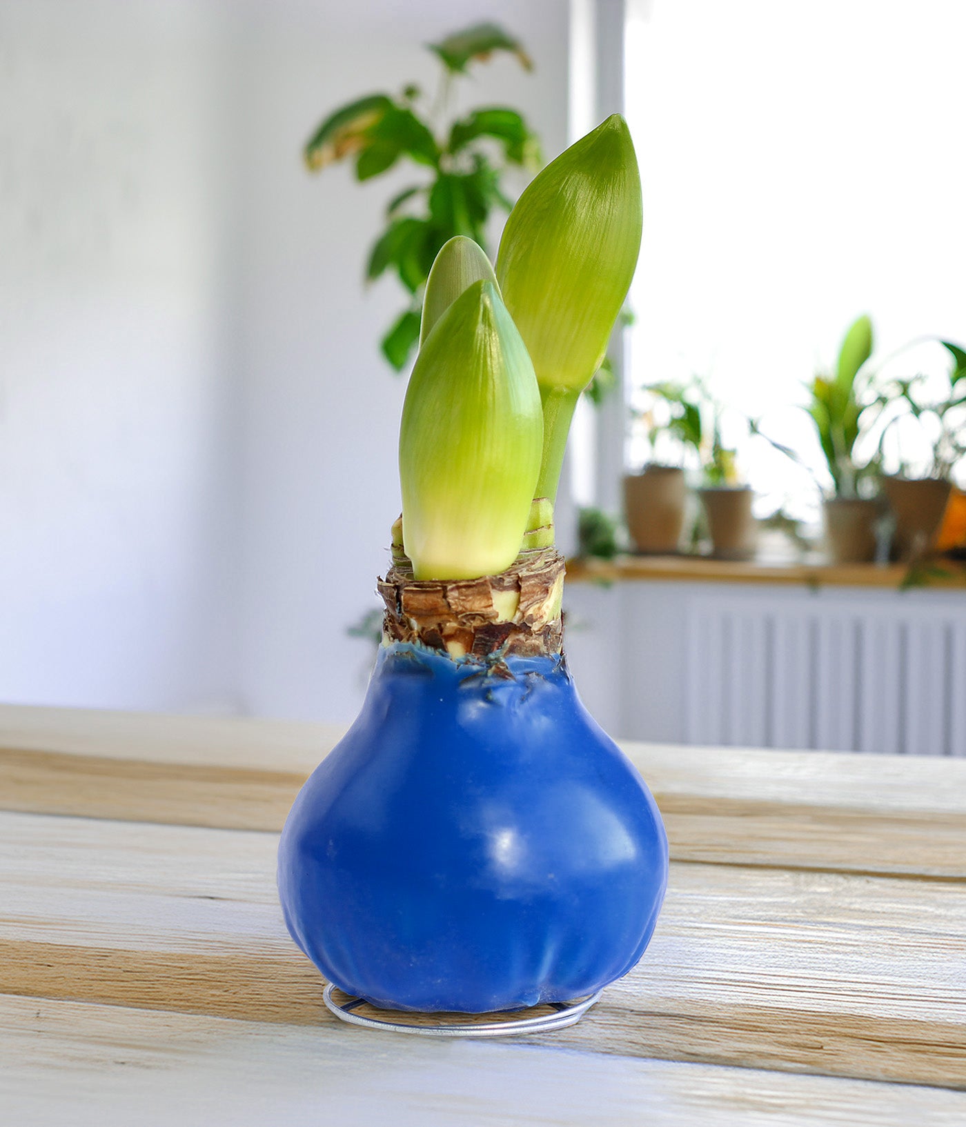 Blue Waxed Amaryllis with White Flower