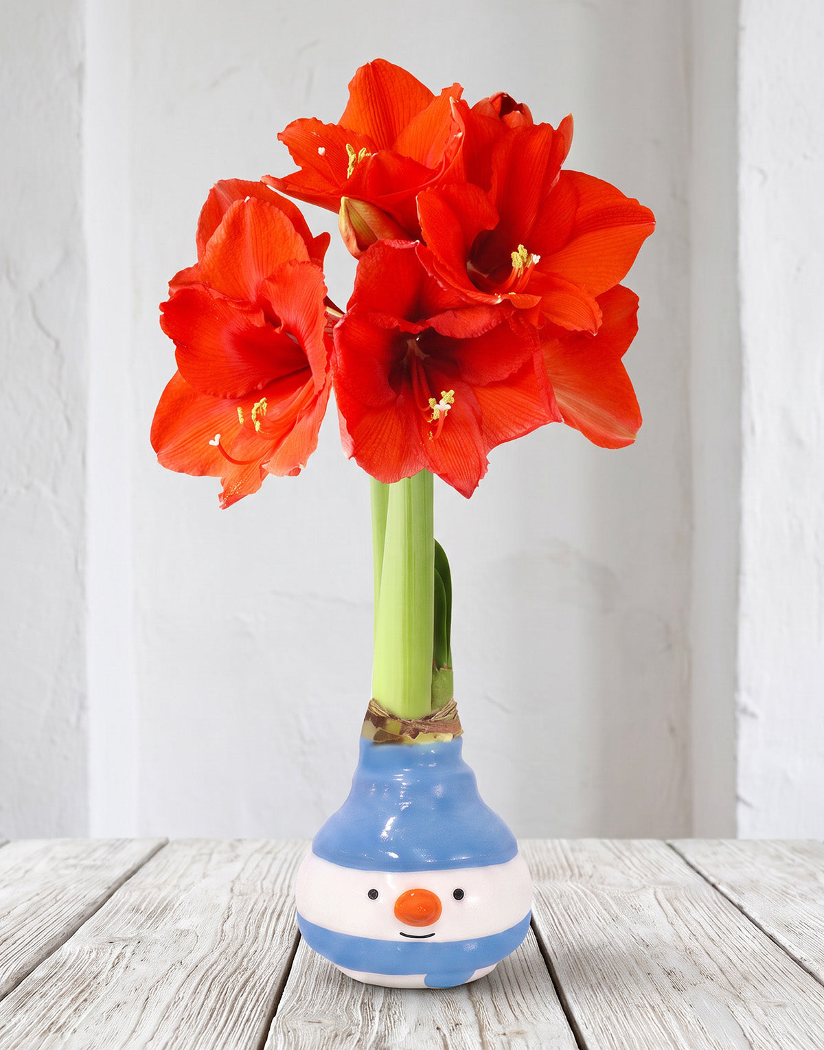 Jolly Snowman Waxed Amaryllis with Red Flower