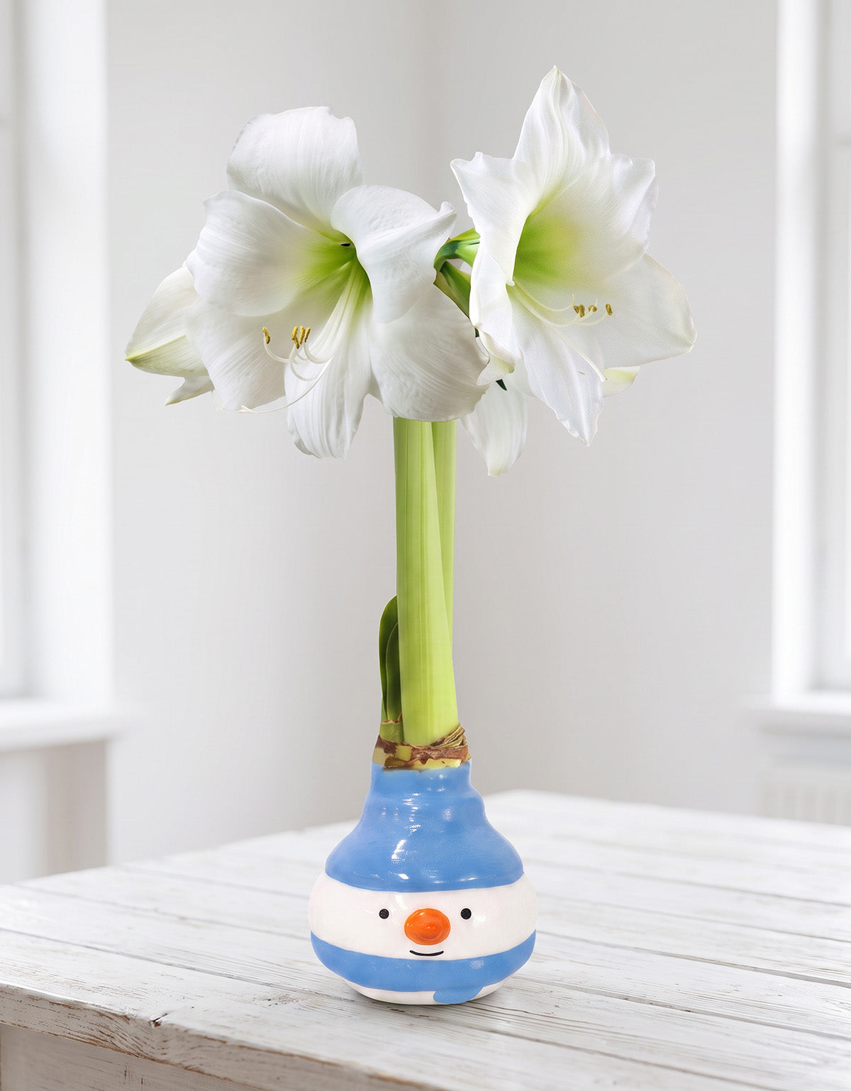 Jolly Snowman Waxed Amaryllis with White Flower