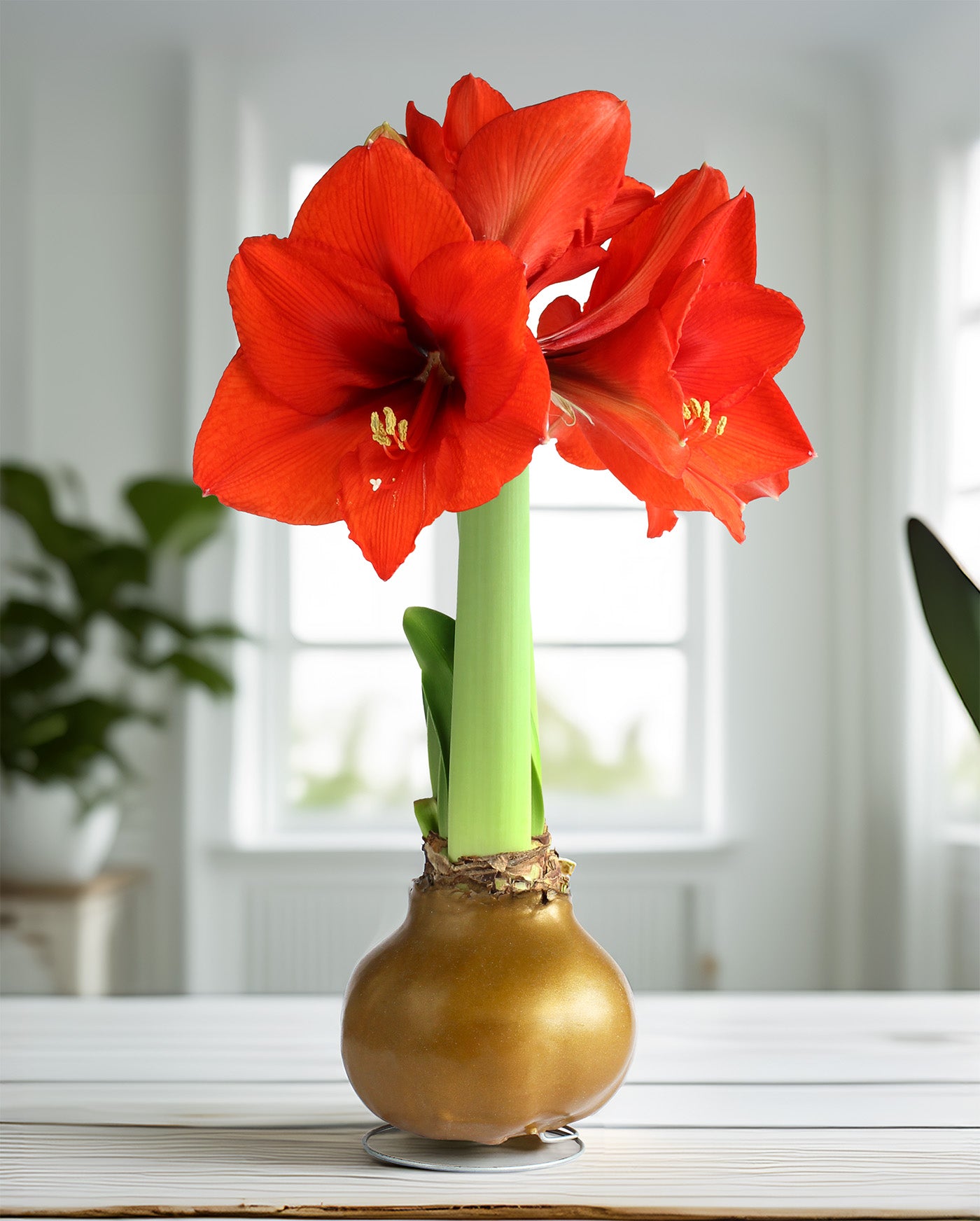 Gold Waxed Amaryllis with Red Flower