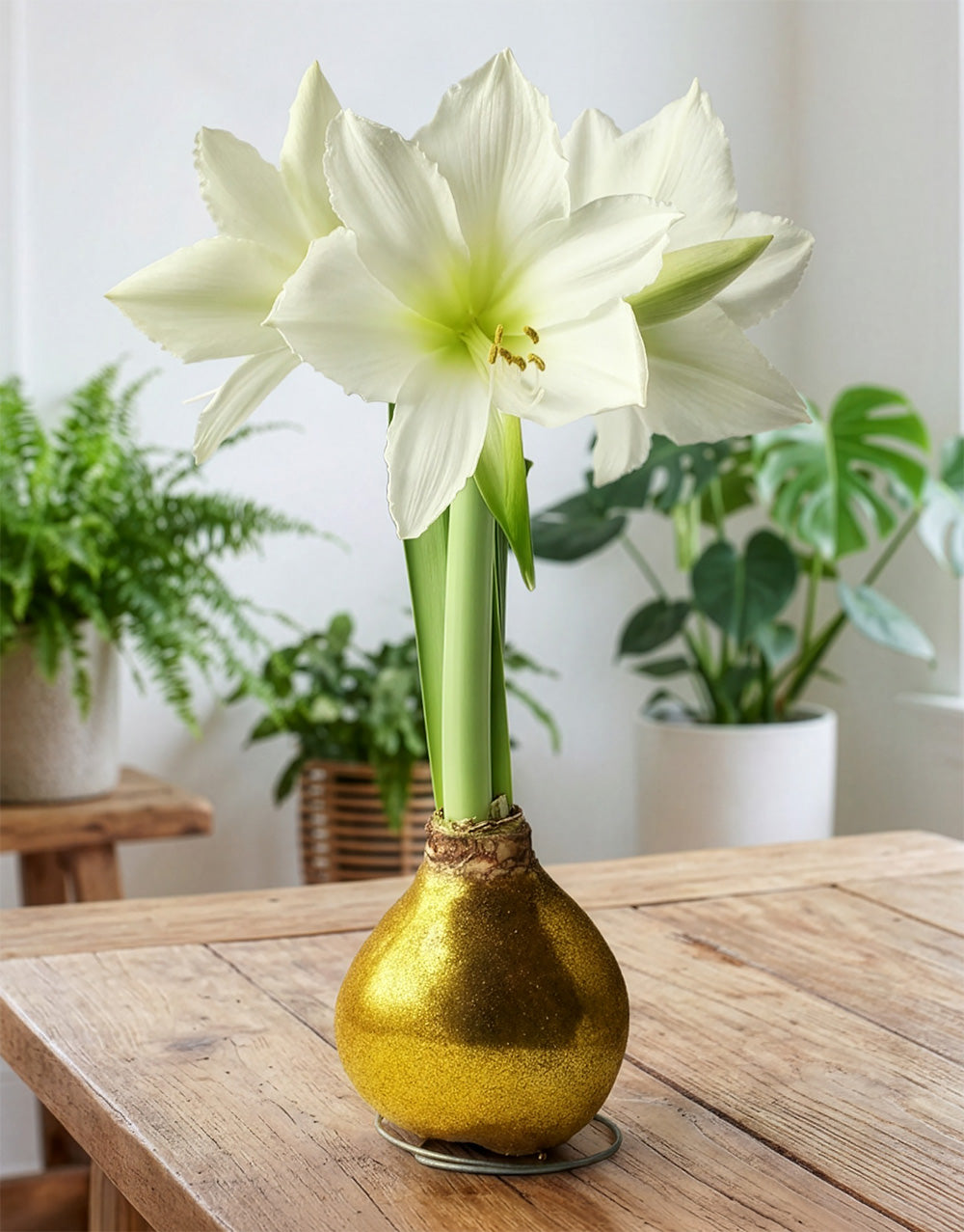 Gold Glitter Waxed Amaryllis with White Flower
