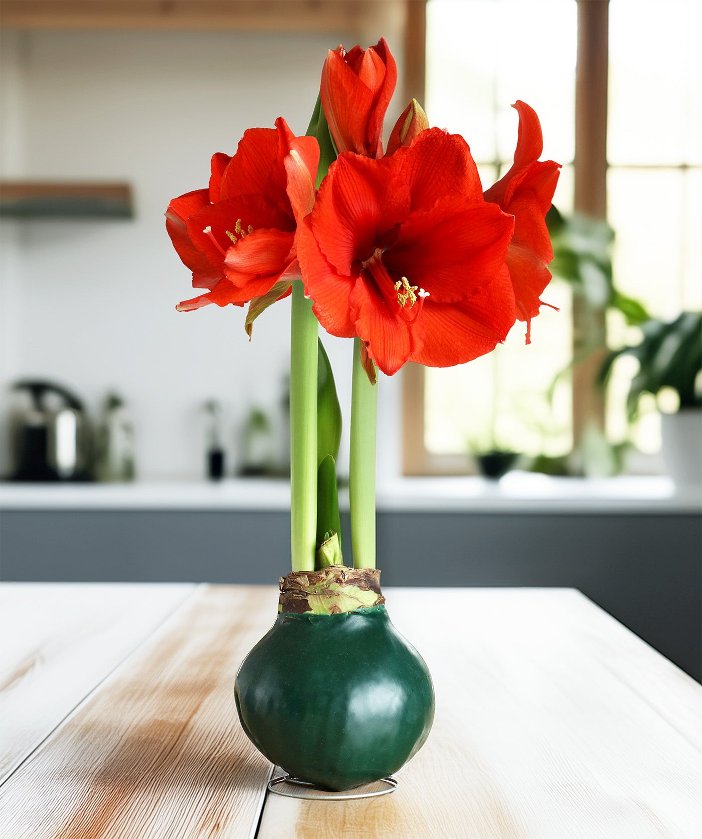 Green Waxed Amaryllis Bulb with Red Flower