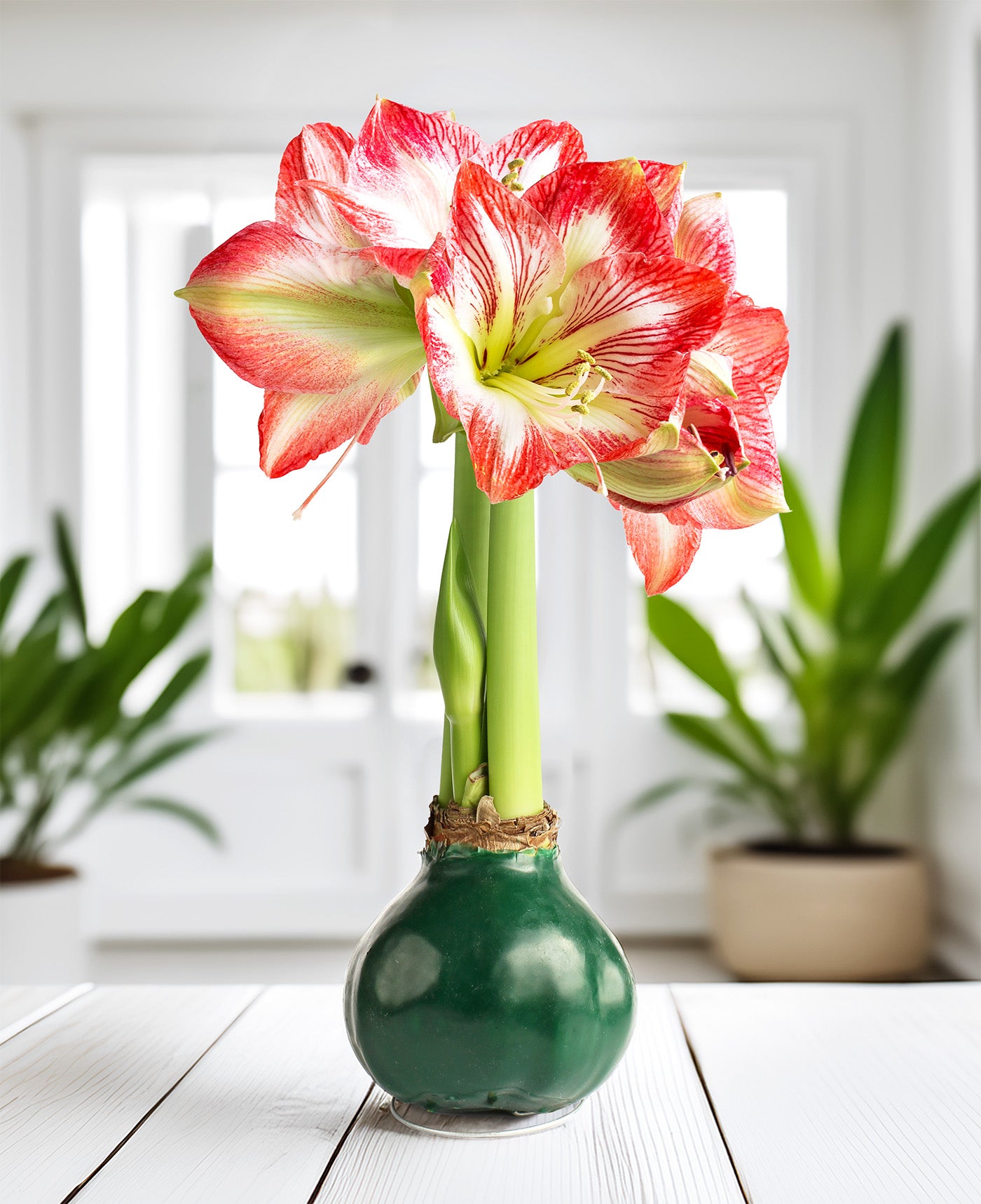 Green Waxed Amaryllis with Red and White Striped Flower
