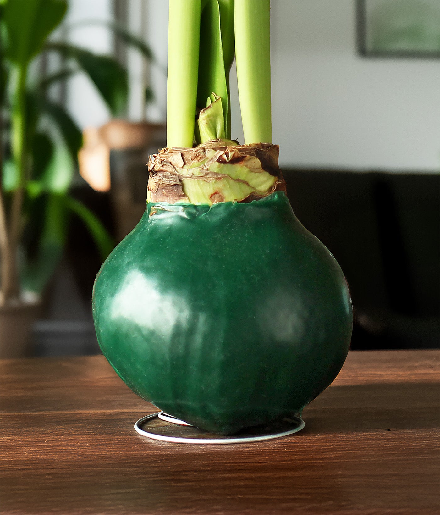 Green Waxed Amaryllis with Red and White Striped Flower