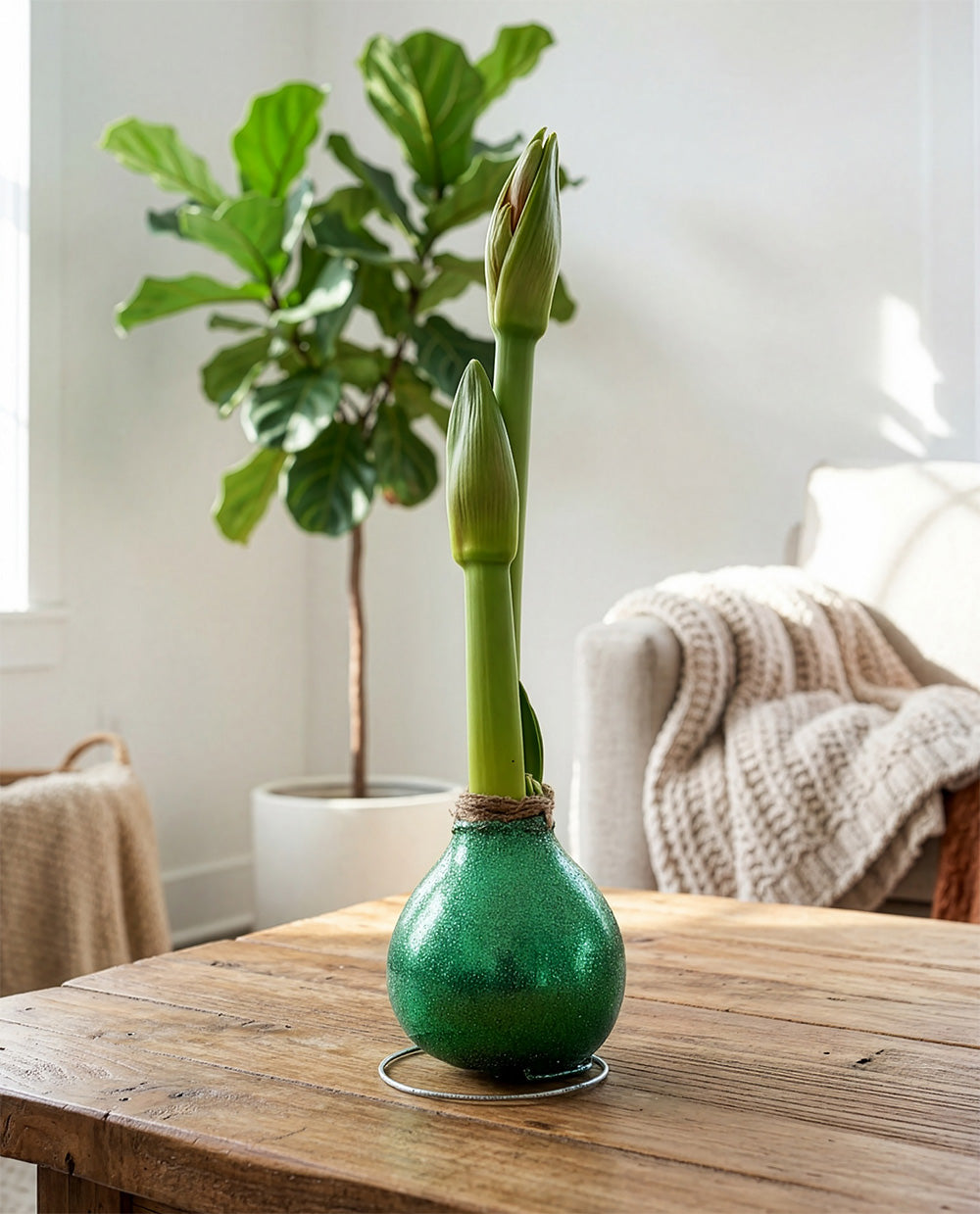 Green Glitter Waxed Amaryllis with White Flower