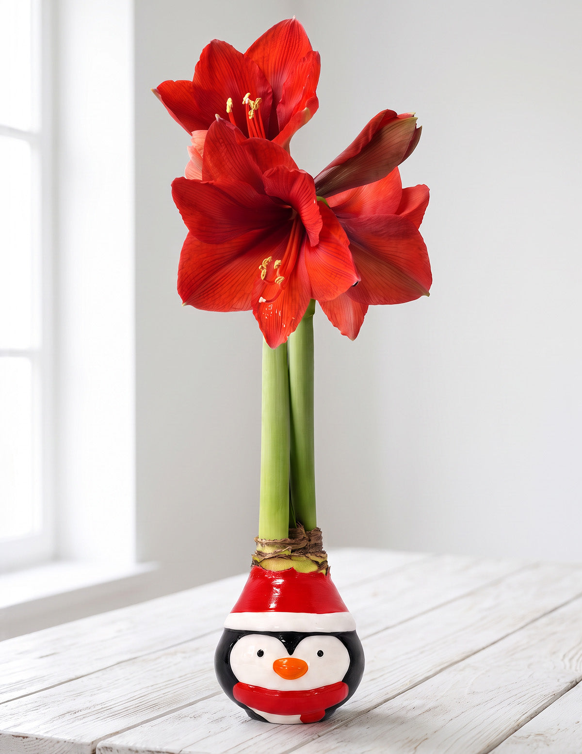 Festive Penguin Waxed Amaryllis with Red Flower
