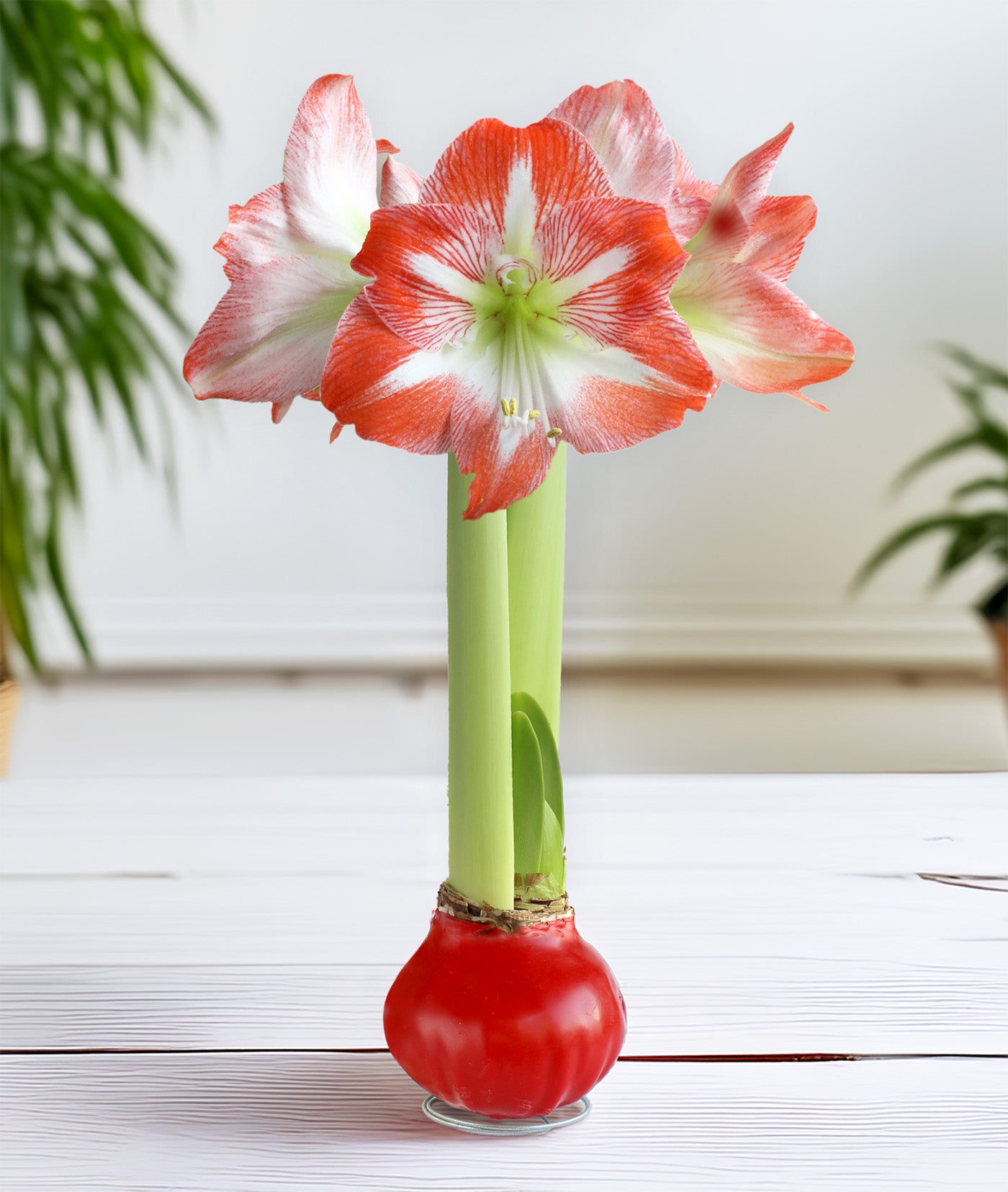 red and white striped lily Red Waxed Amaryllis Bulb with Red and White Striped Flower