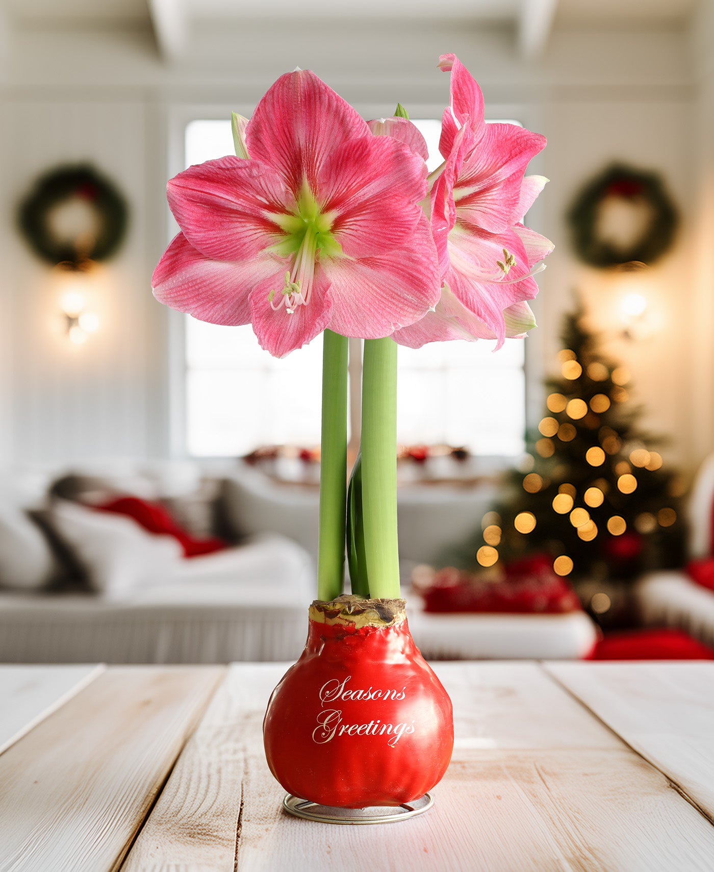 "Season's Greetings" Red Waxed Amaryllis Bulb with Pink Flower