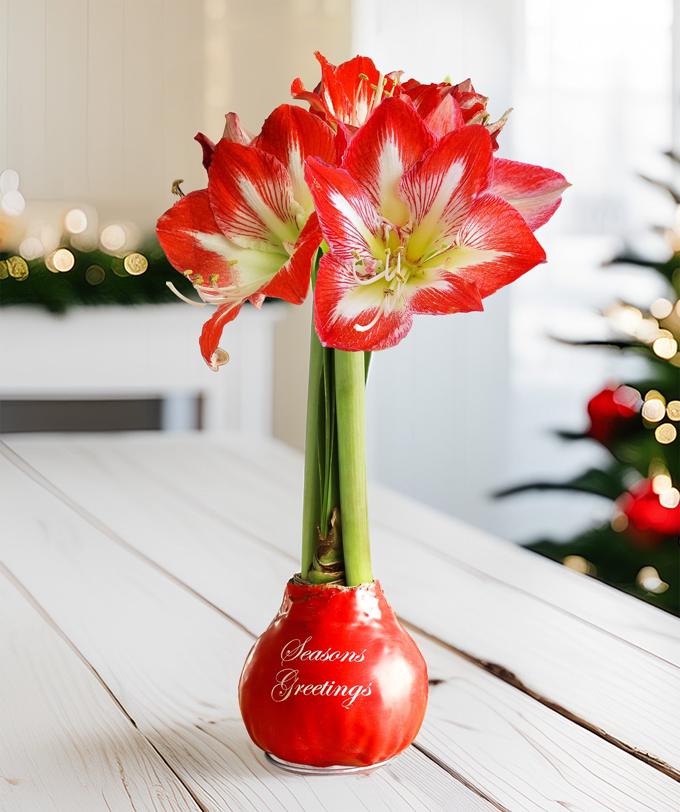 "Season's Greetings" Red Waxed Amaryllis with Red and White Striped Flower