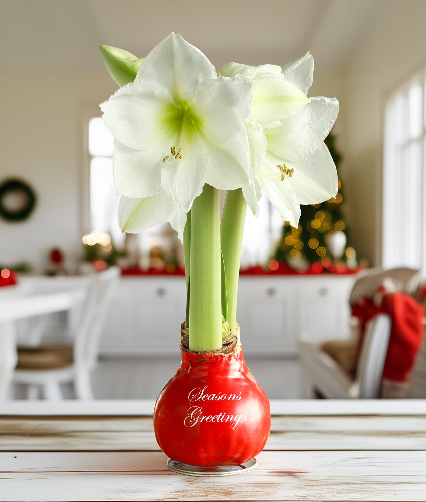 "Season's Greetings" Red Waxed Amaryllis with White Flower