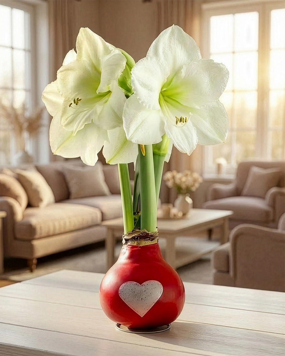 Red with White Heart Waxed Amaryllis with White Flower