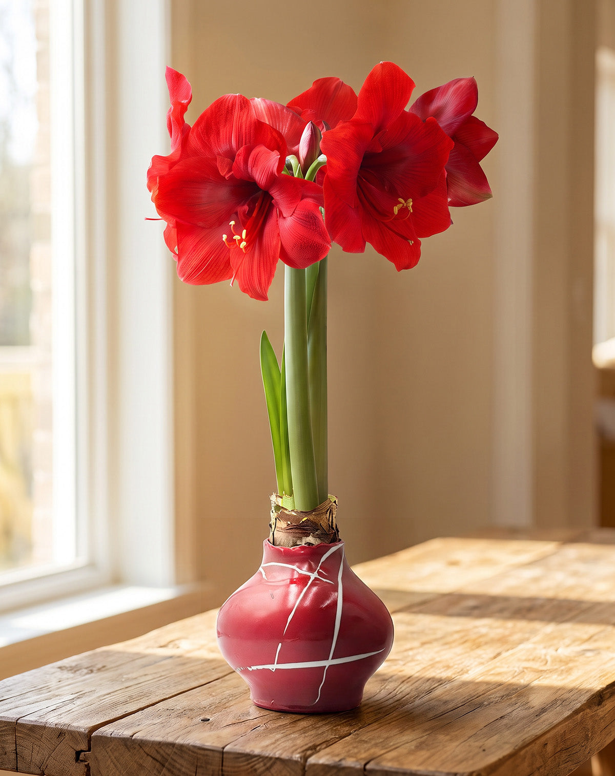 Candy Cane Hand-Glazed Waxed Amaryllis with Red Flower