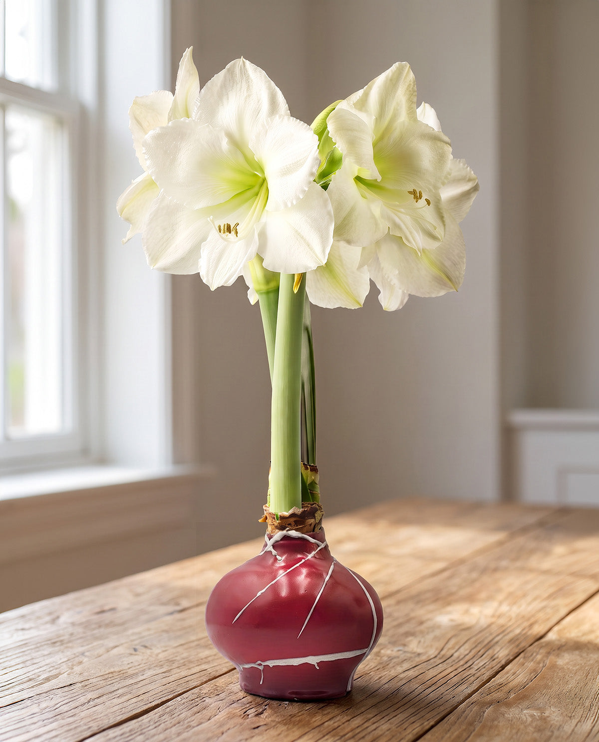 Candy Cane Hand-Glazed Waxed Amaryllis with White Flower