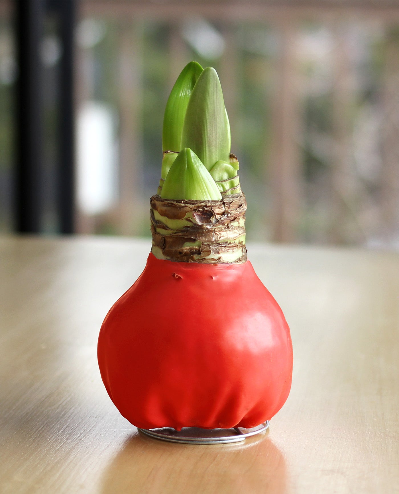 Red Waxed Amaryllis Bulb with Red and White Striped Flower