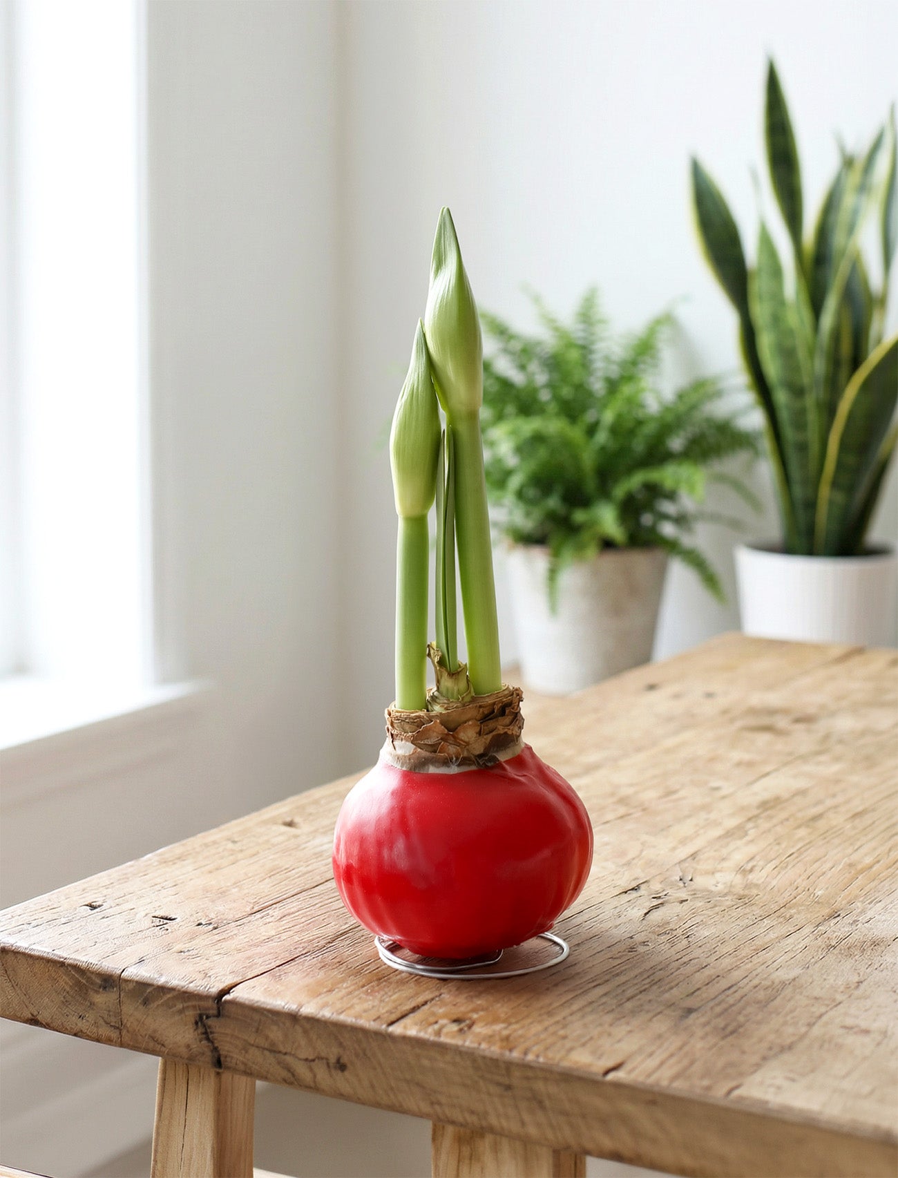 Red Waxed Amaryllis with Pink Flower