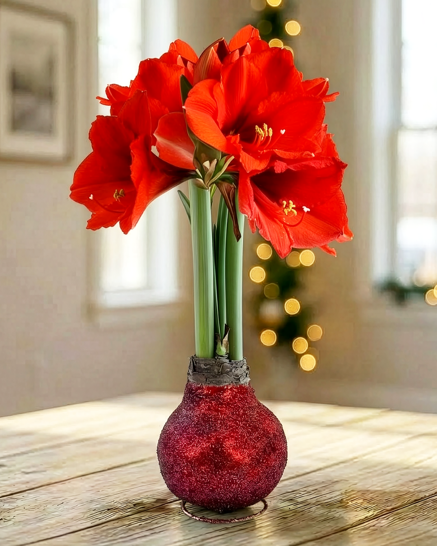 Red Glitter Waxed Amaryllis with Red Flower