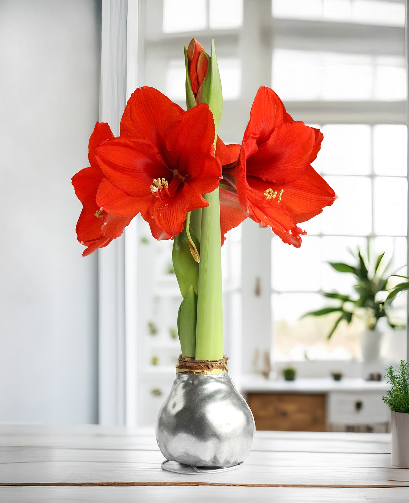 Silver Waxed Amaryllis with Red Flower