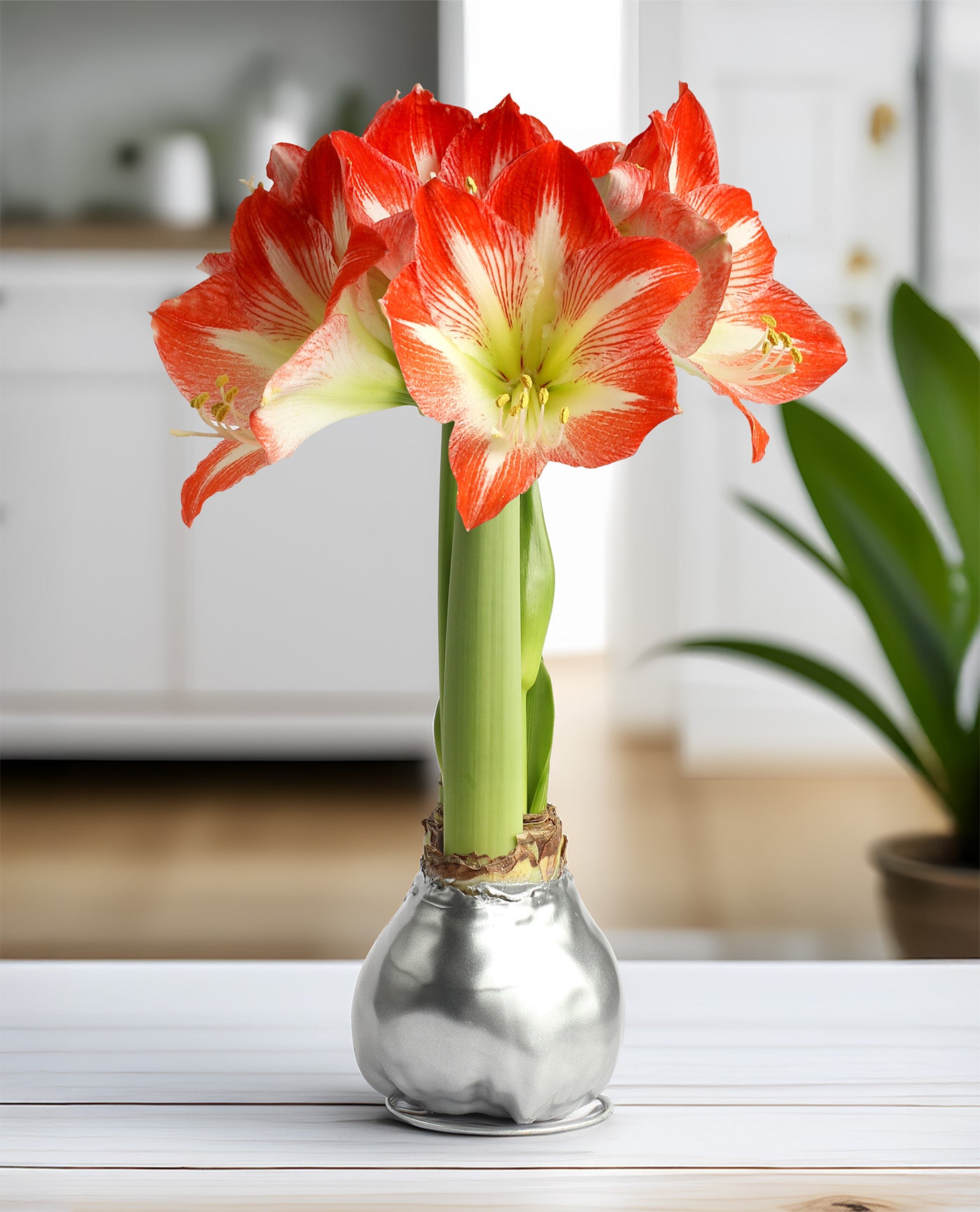 Silver Waxed Amaryllis with Red and White Striped Flower