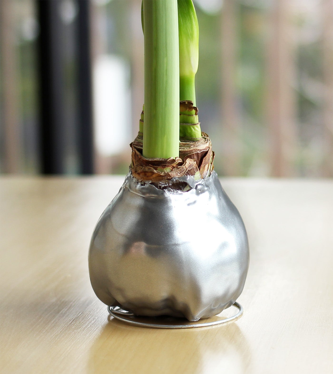 Silver Waxed Amaryllis with Red and White Striped Flower