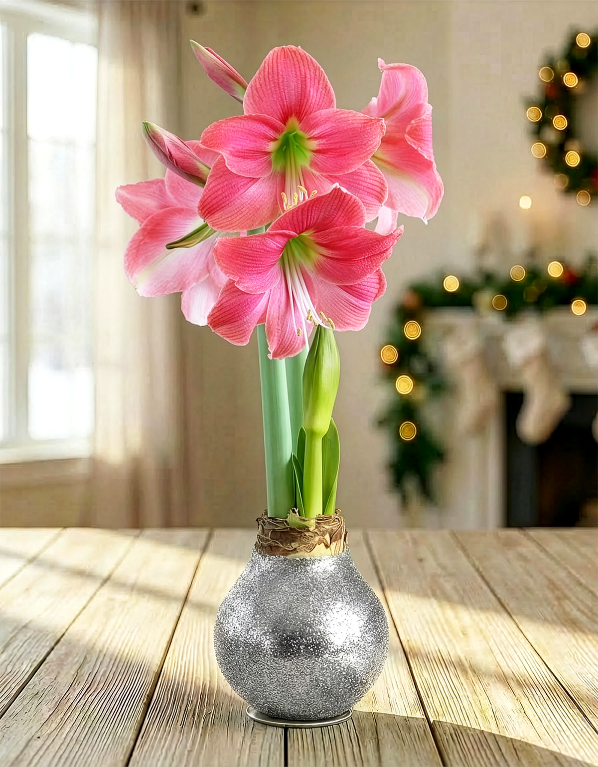 Silver Glitter Waxed Amaryllis with Pink Flower