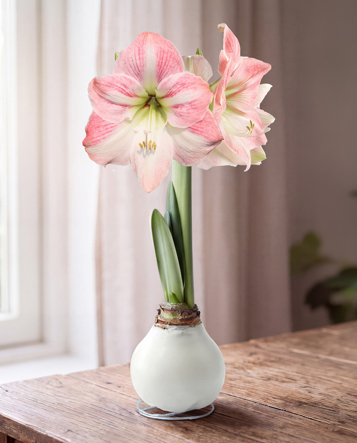 White Waxed Amaryllis with Pink Flower