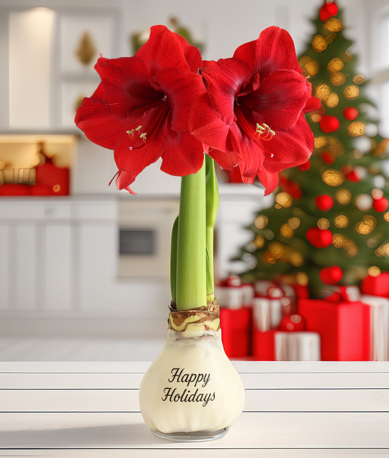 "Happy Holidays" White Waxed Amaryllis with Red Flower