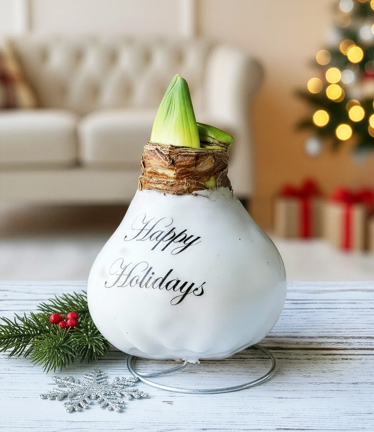 "Happy Holidays" White Waxed Amaryllis with Red and White Striped Flower