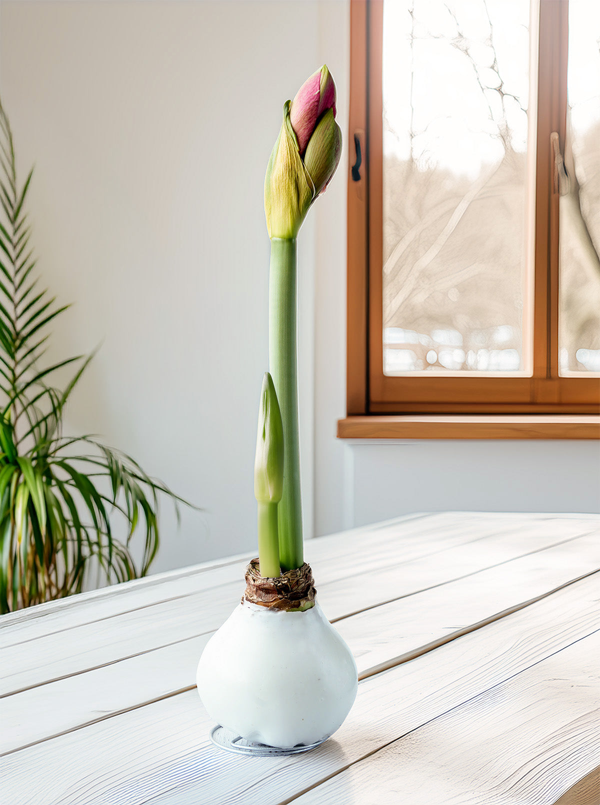 White Waxed Amaryllis with Pink Flower