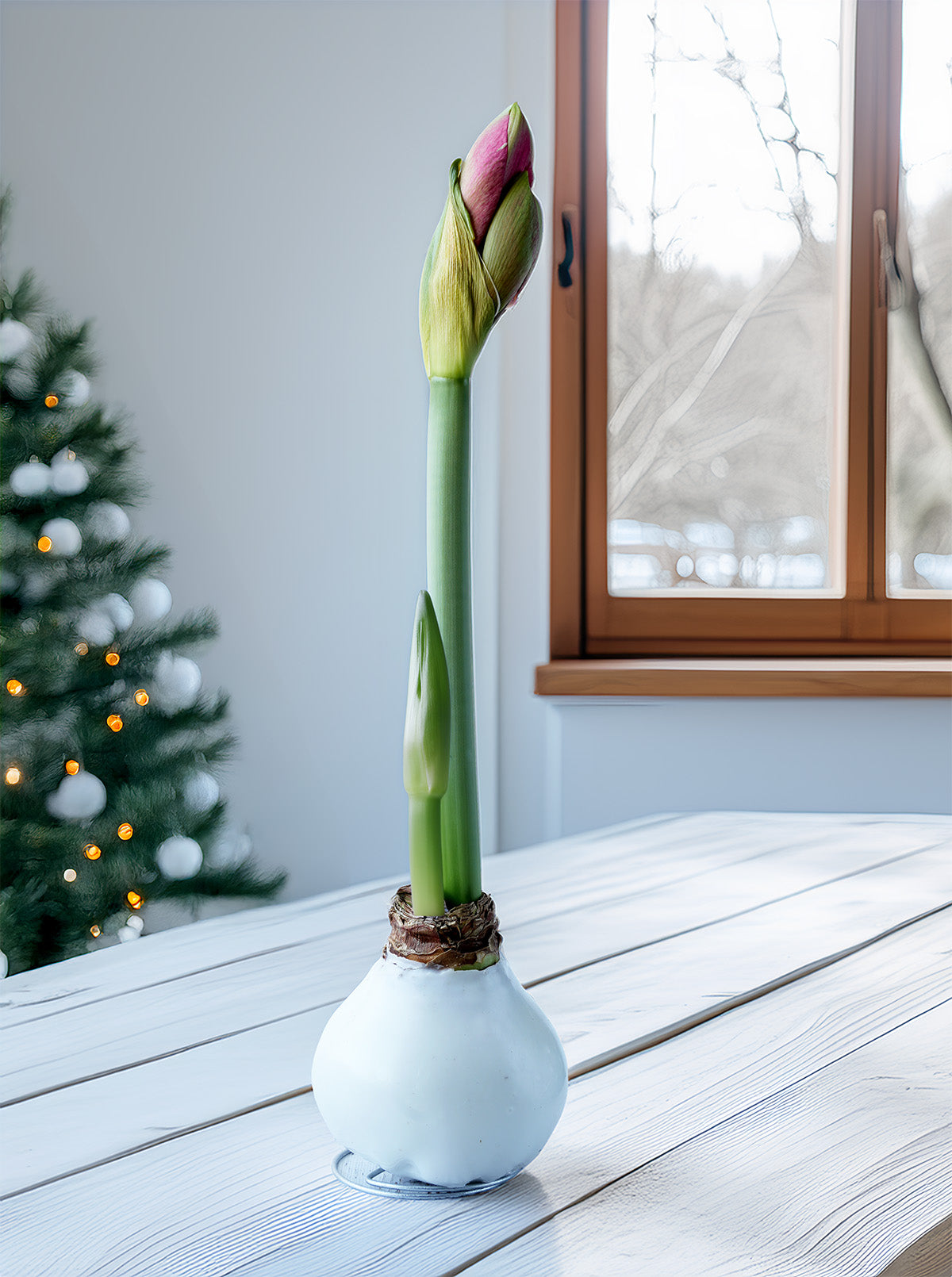 Jumbo White Waxed Amaryllis with Pink Flower