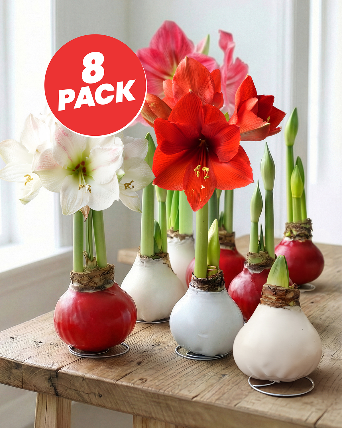 8 Bulb Red & White Gift Collection
