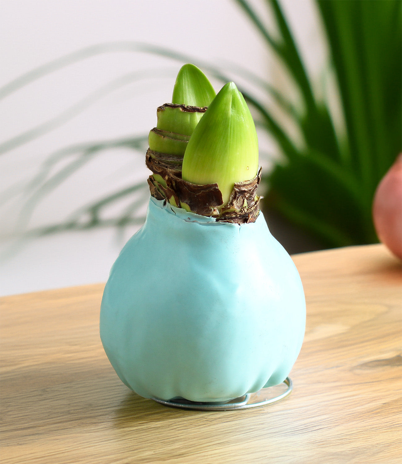 Pastel Blue Waxed Amaryllis with Pink Flower