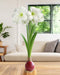 Red Waxed Amaryllis Bulb with White Flower