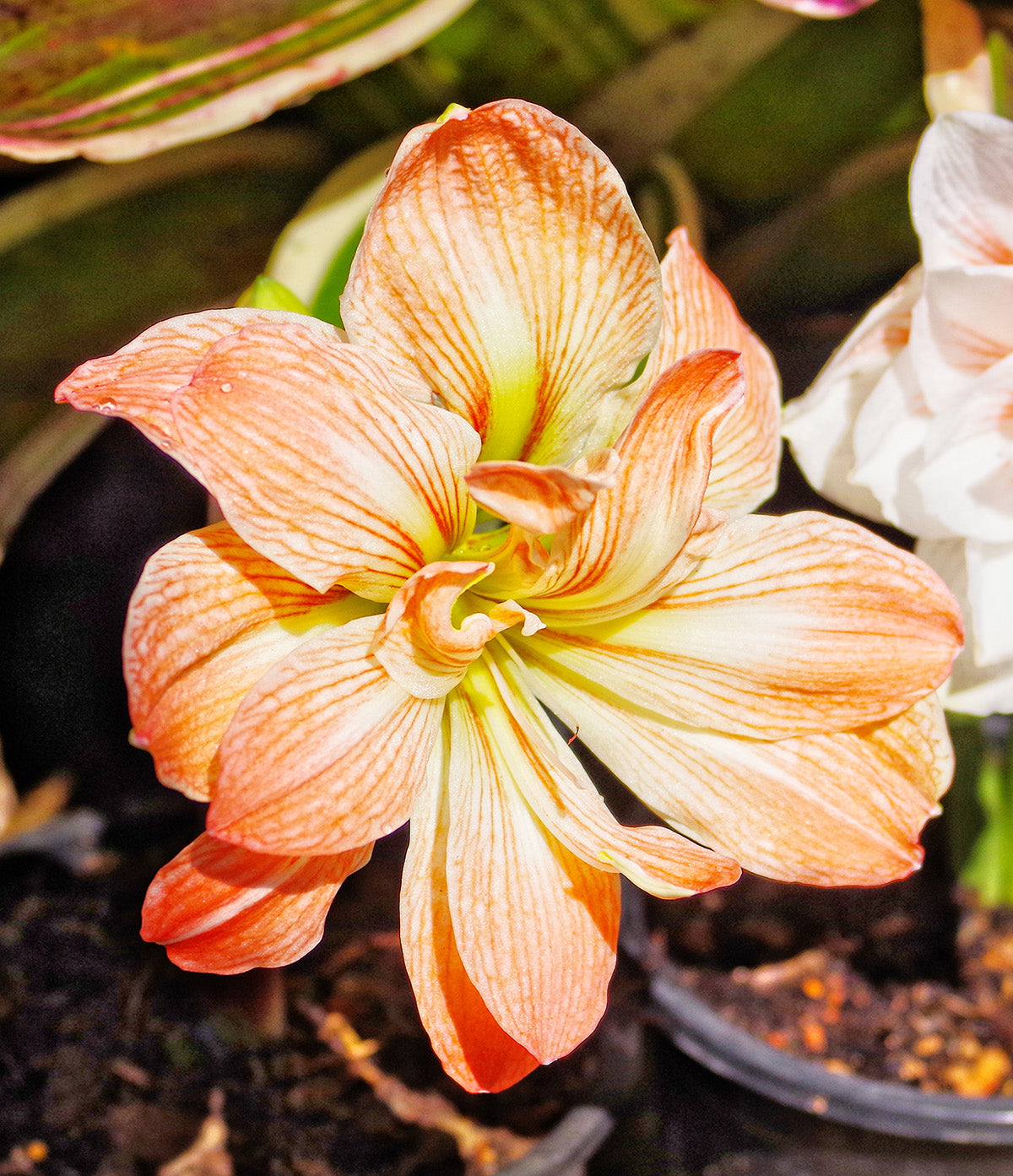 Zombie® Sonata Amaryllis - 16-20 cm bulb