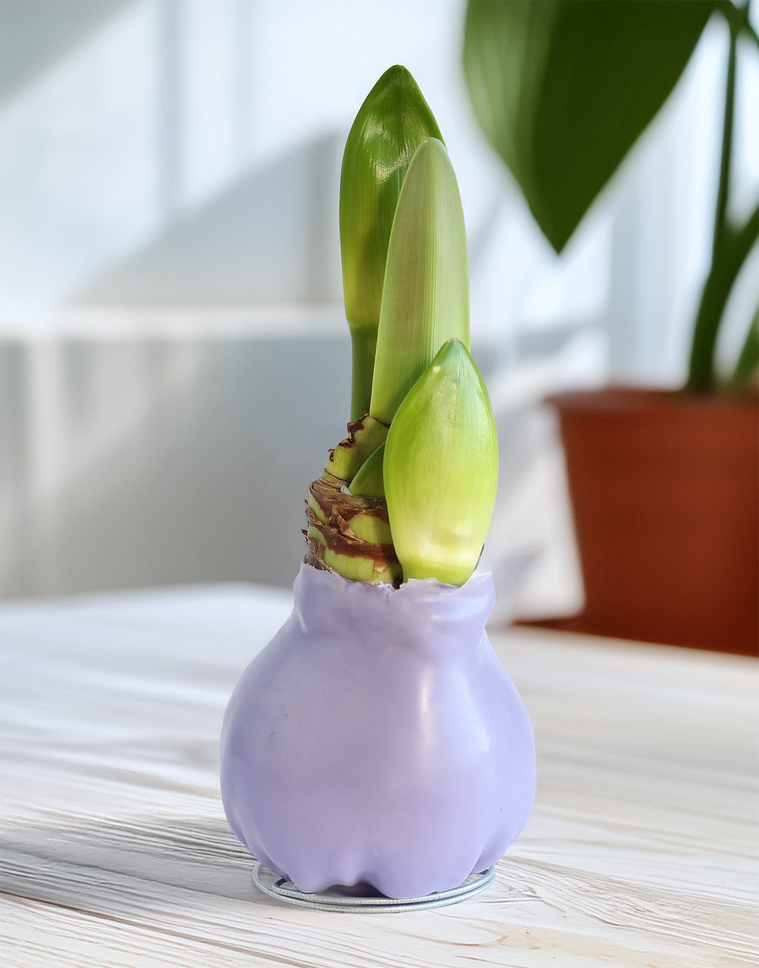 Jumbo Purple Waxed Amaryllis with Red and White Striped Flower