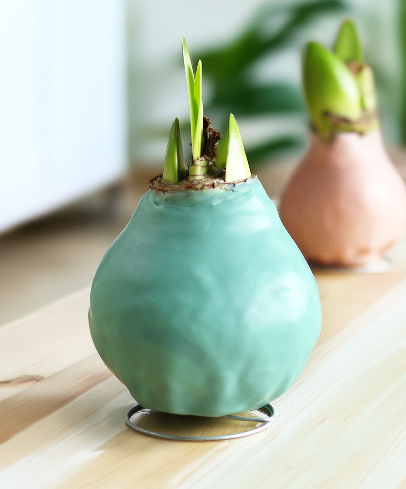 Jumbo Light Green Waxed Amaryllis with Red and White Striped Flower