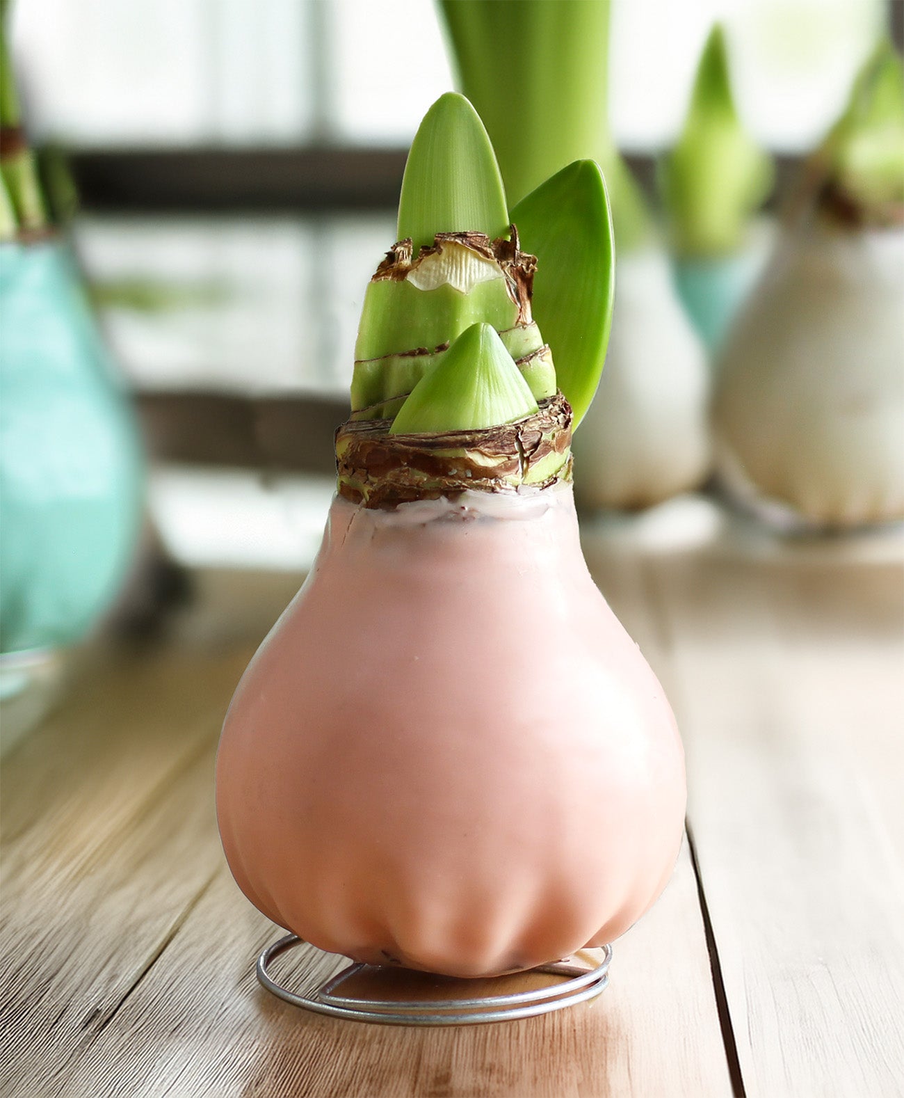 Jumbo Light Pink Waxed Amaryllis with White Flower
