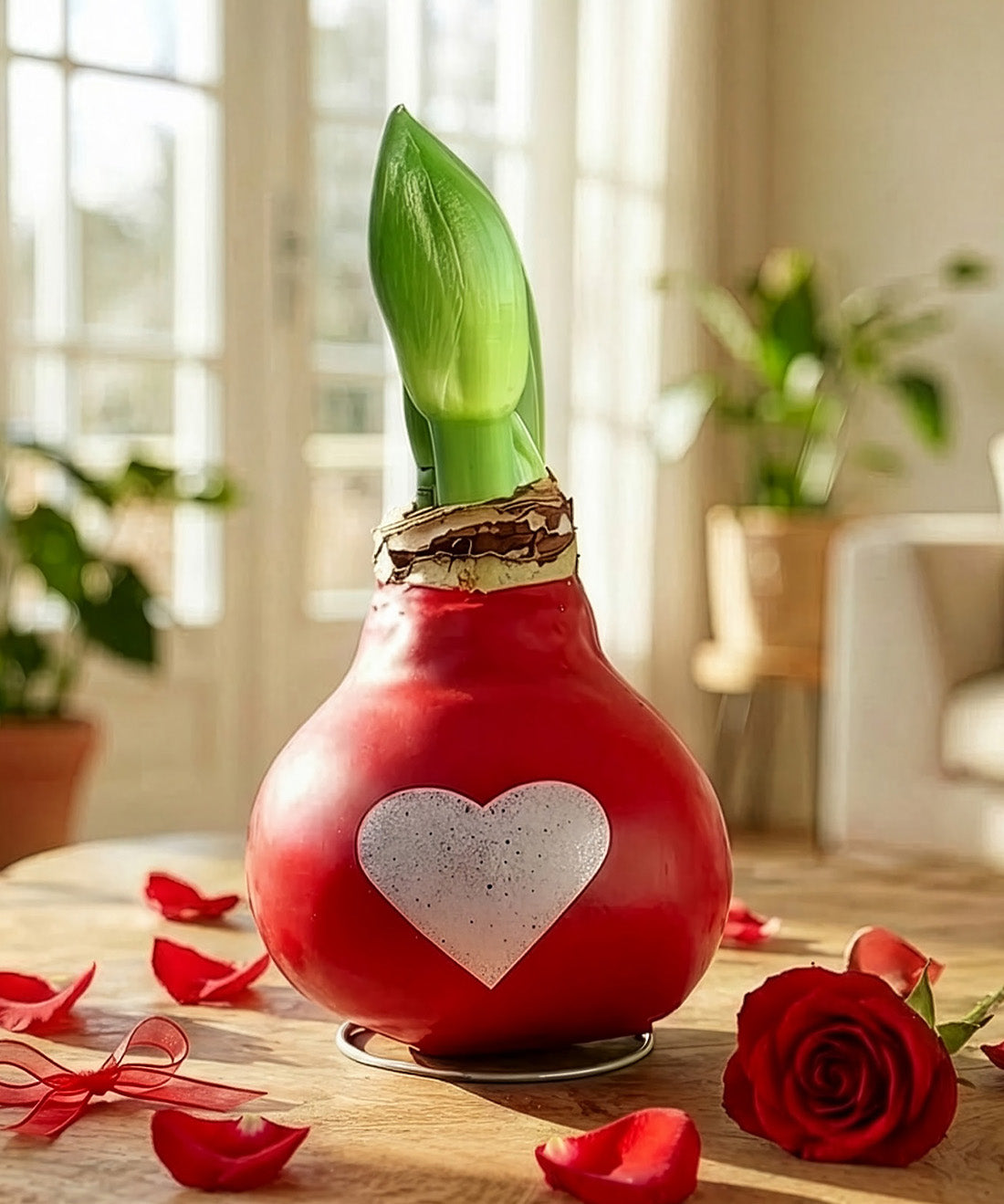 Red with White Heart Waxed Amaryllis with White Flower