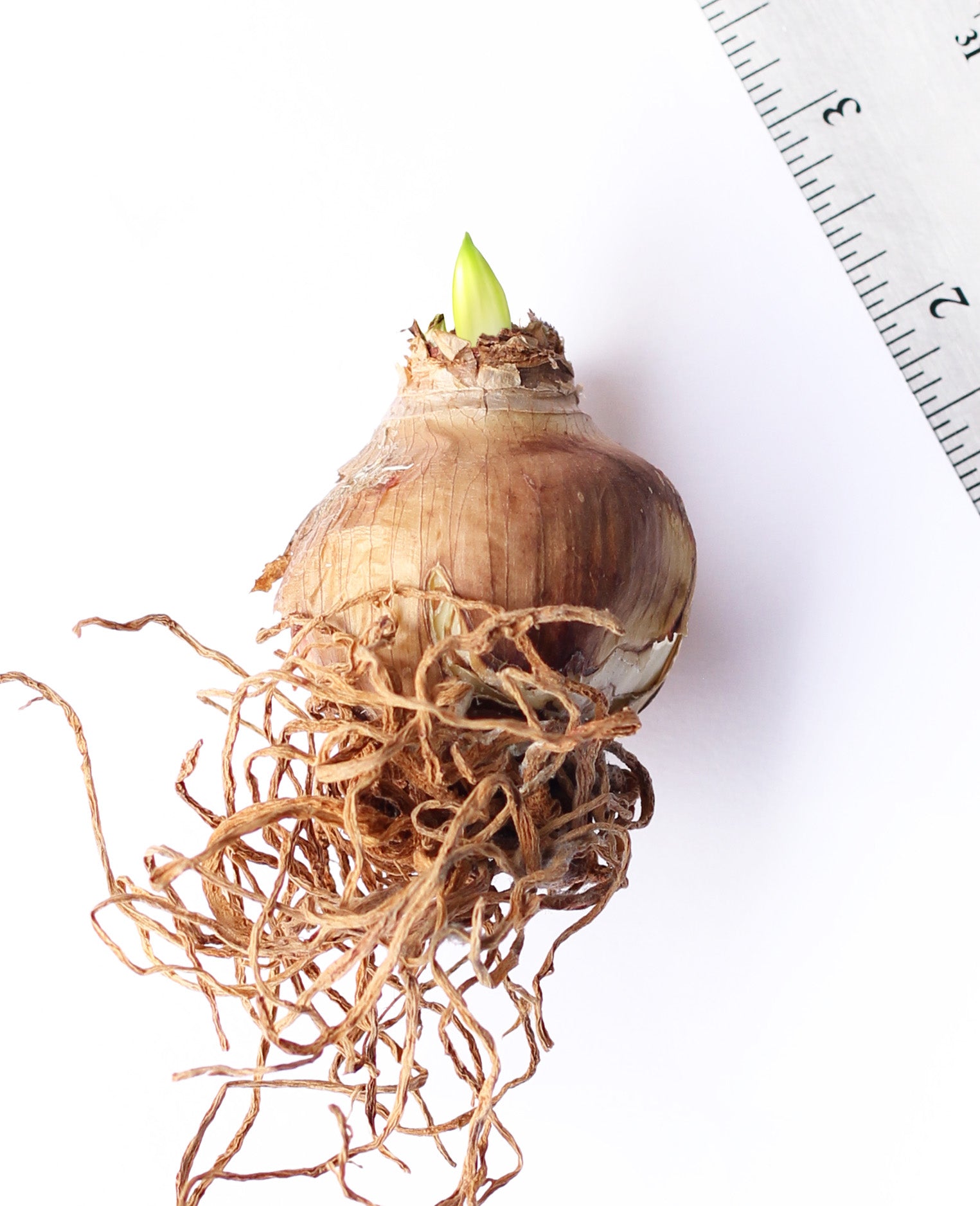 Zombie® Sonata Amaryllis - 16-20 cm bulb