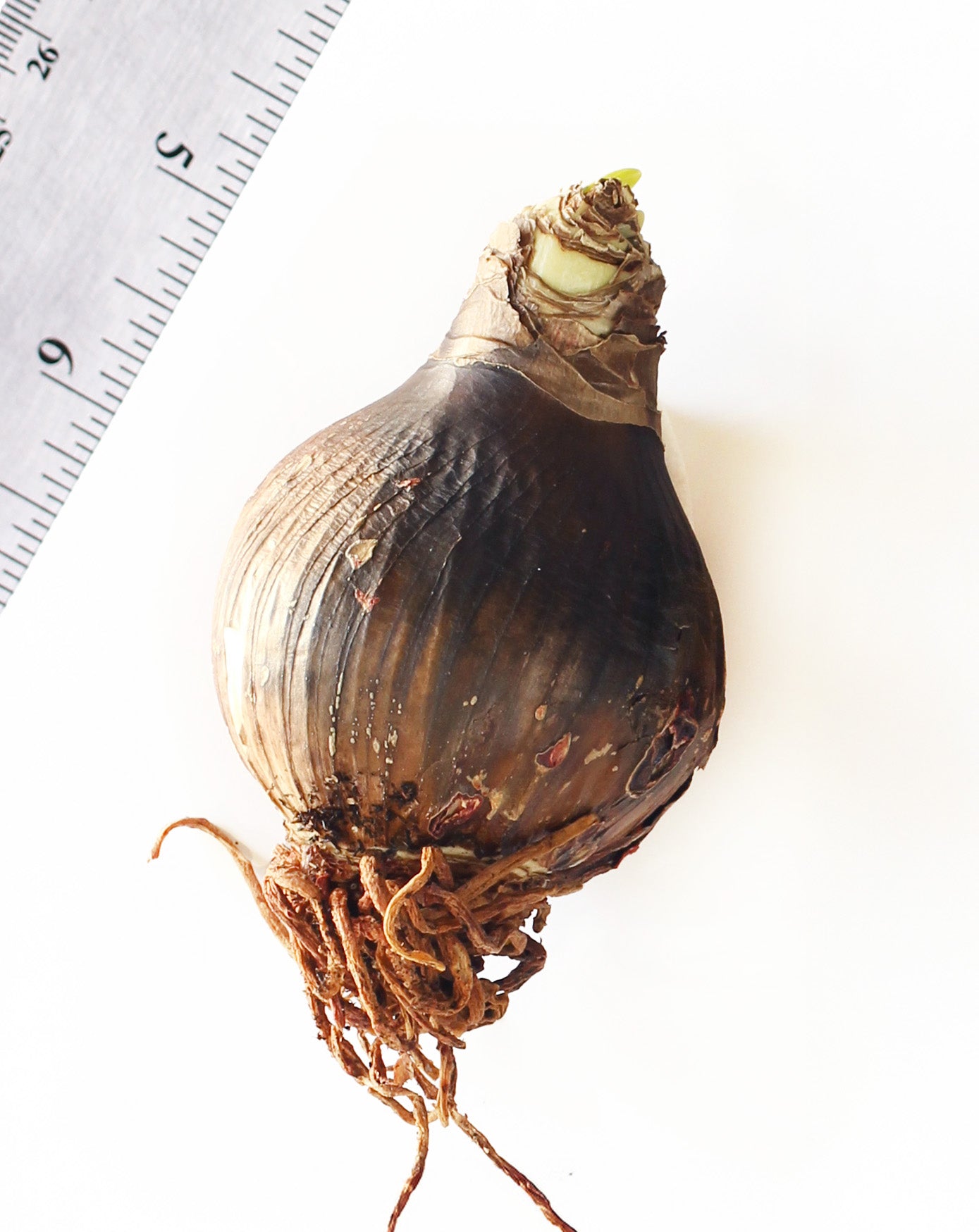 Swazi® Sonatini Amaryllis - 18-22 cm bulb