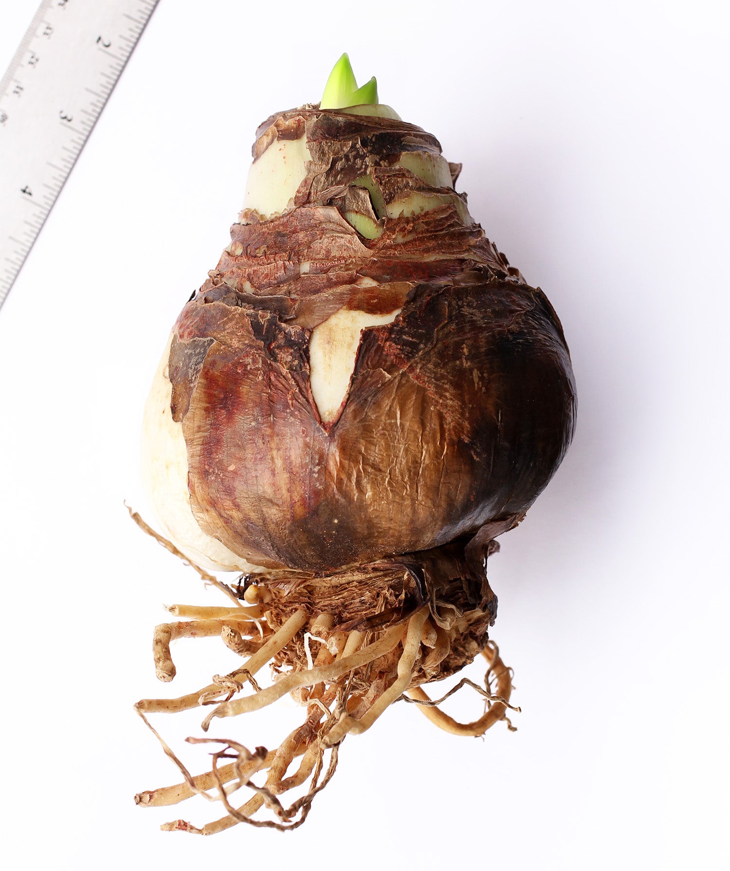 Pink Jumbo Amaryllis