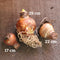 Ambiance Amaryllis - 24-26 cm bulb