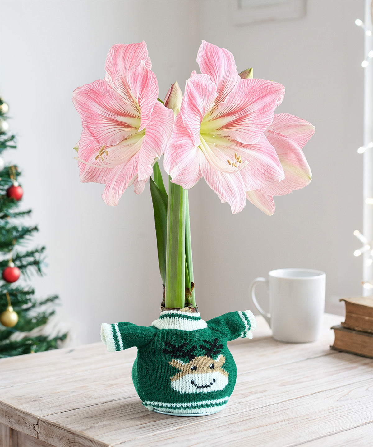 Reindeer Sweater Amaryllis with Pink Flower
