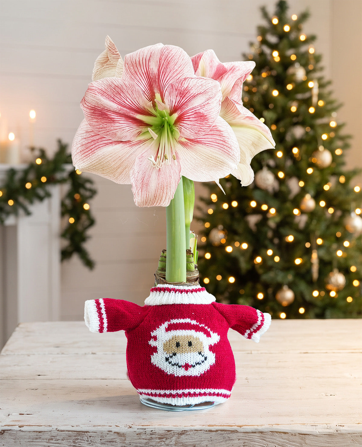 Santa Sweater Amaryllis with Pink Flower