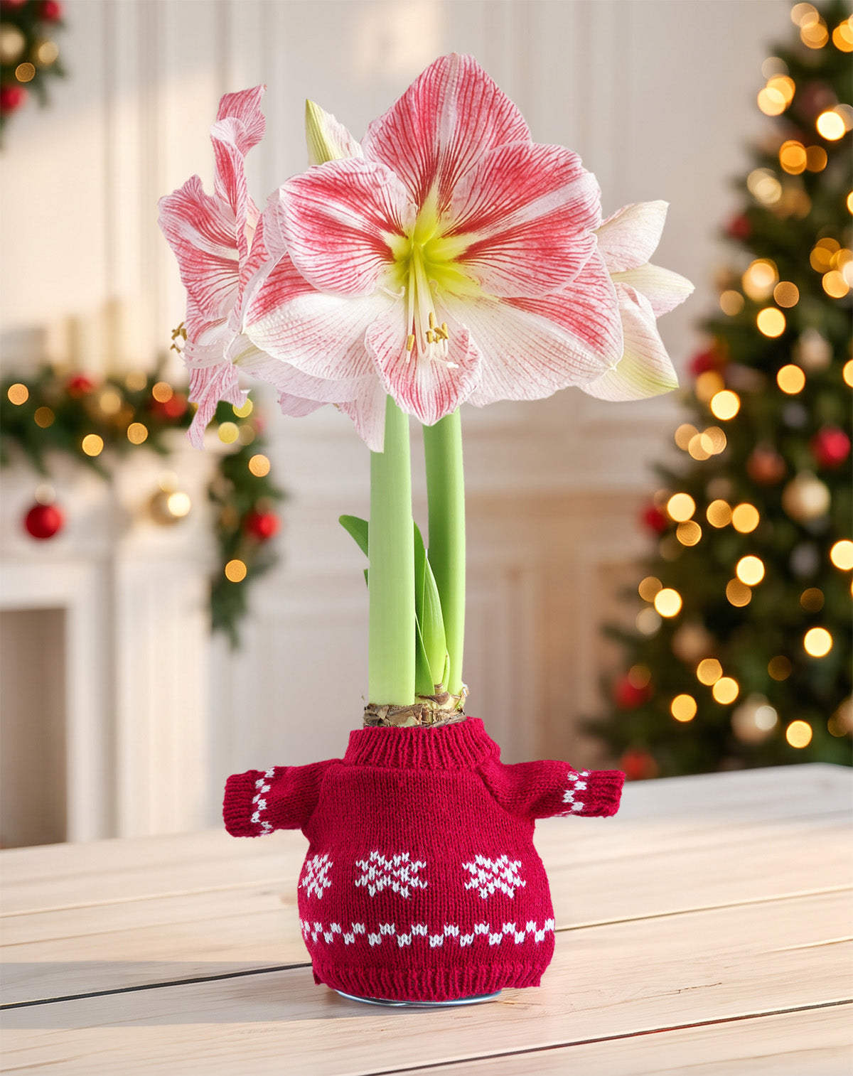 Snowflake Sweater Amaryllis with Pink Flower