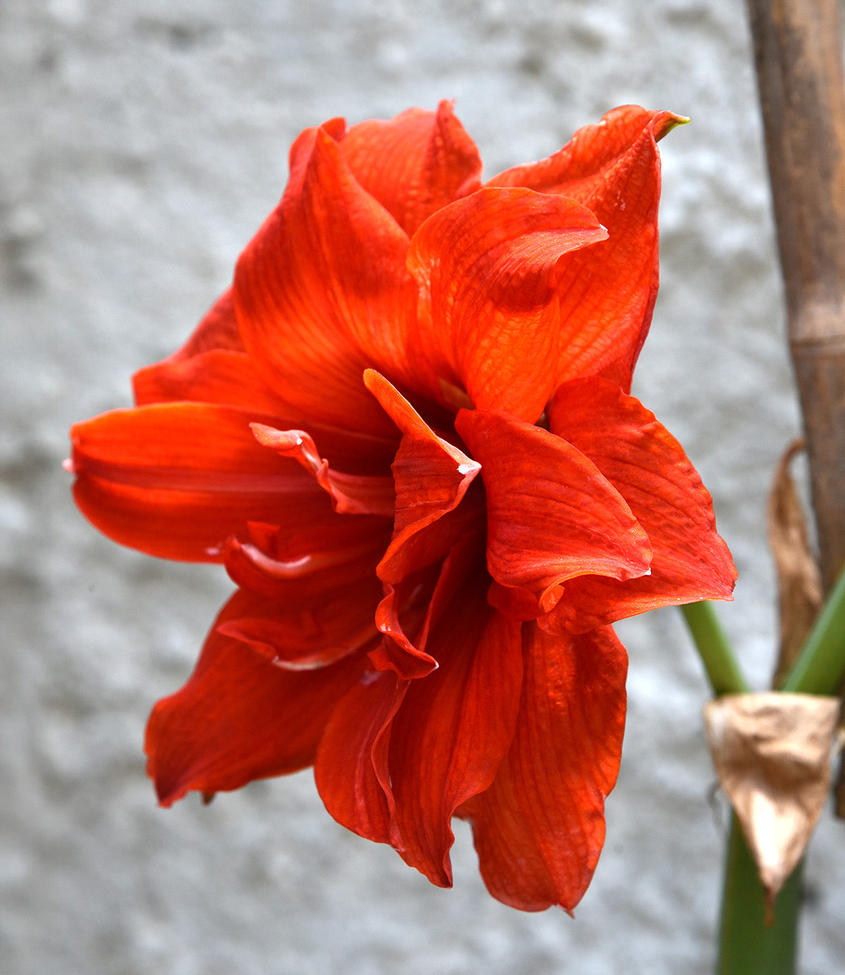 Double Red Amaryllis - 40+ cm bulb